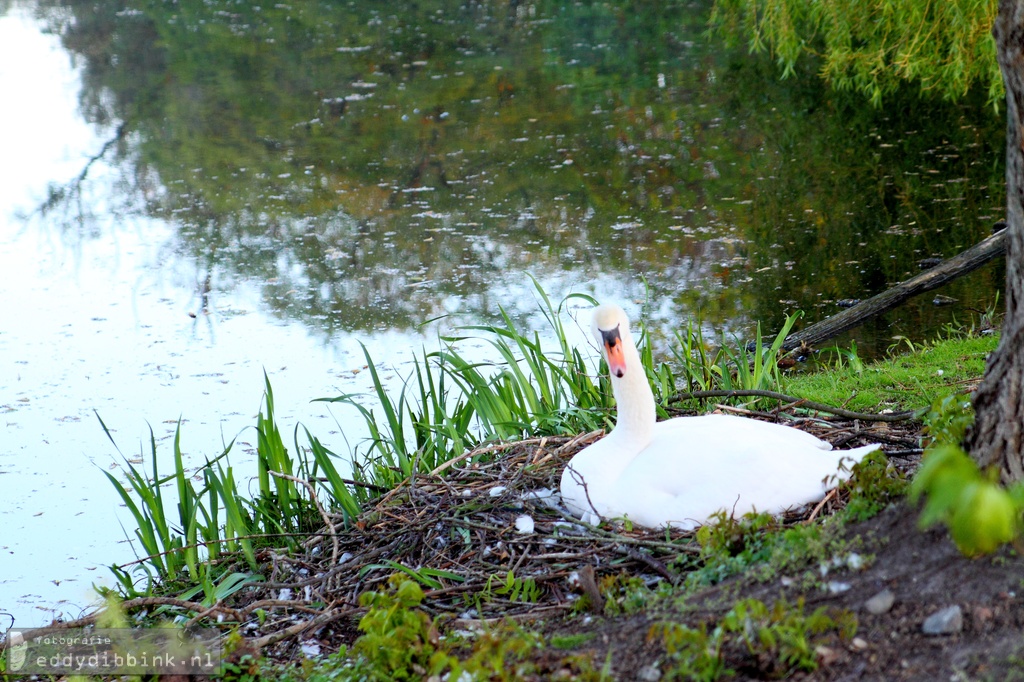 2015-05-02 Rijsterborgherpark, Deventer 004